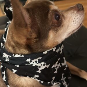 Skull Bandana for dogs or cats